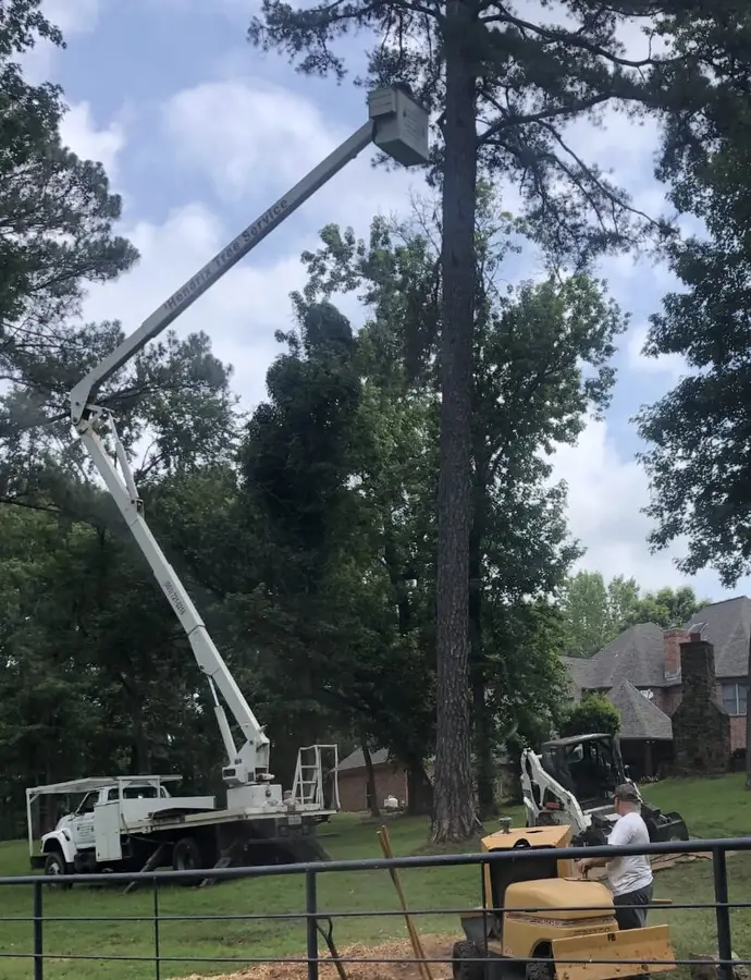Stump Grinding